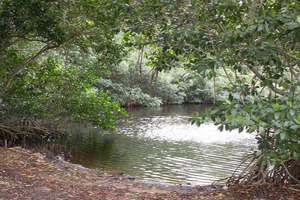 wetlands